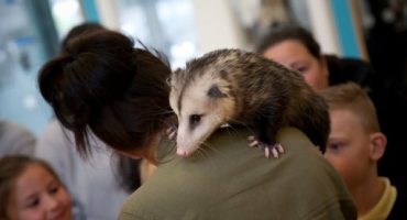 Llancaiach Fawr Manor Animal Encounters