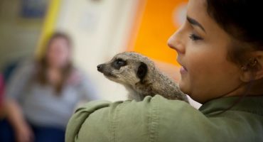 Animal Encounters Llancaiach