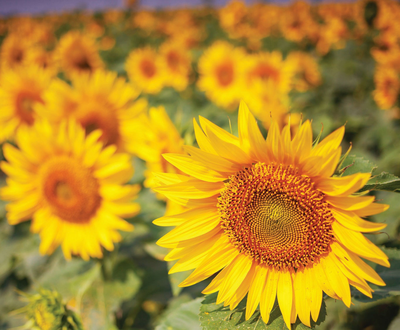 Picture of sunflowers in spring